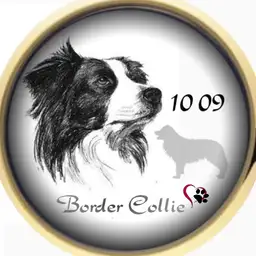 Border Collie by Mickey