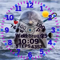 dolphin life