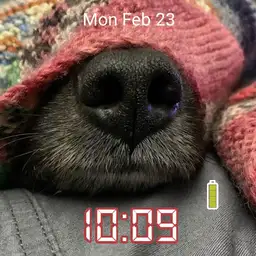 DogNose