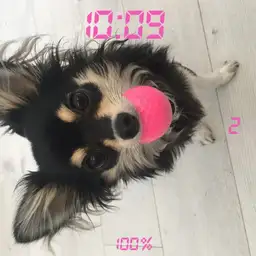 cute puppy