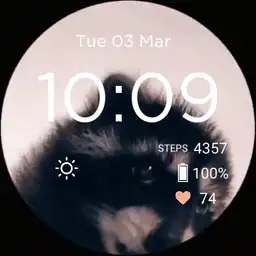 Raccoon