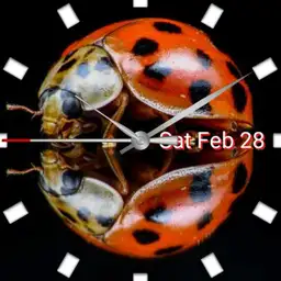 Ladybug
