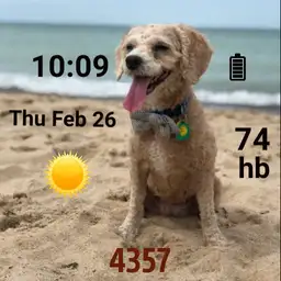 Daisy the dog