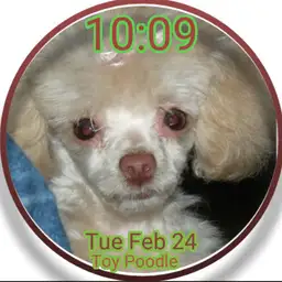 White poodle Copy