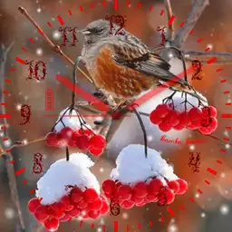 Bird for Lucy