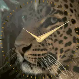 Leopard - plwren