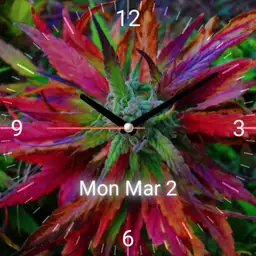 Rainbow Kush