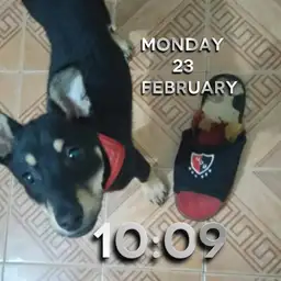 Krypto