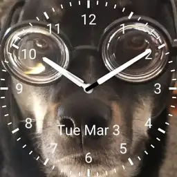 blind dog