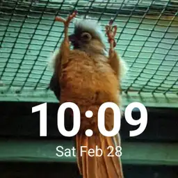 Bird