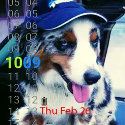 Australian Shepherd