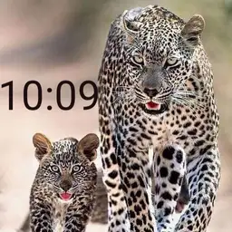Cheetah