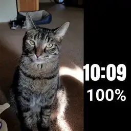 cat