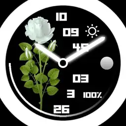 White roses