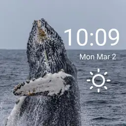 Humpback Whale