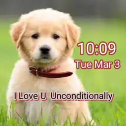 Cute puppy