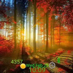 light through the trees