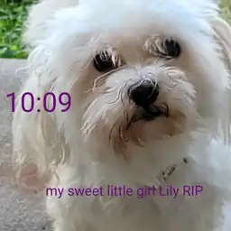 my sweet baby girl Lily