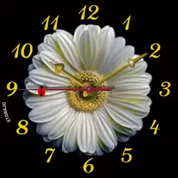daisy