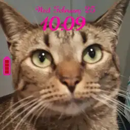 Cat Princess