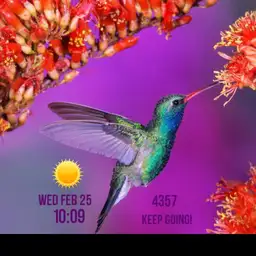 lovely bird