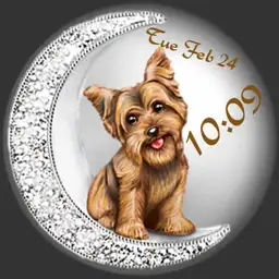 yorkie on the moon