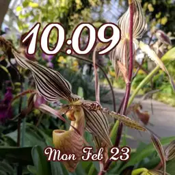 orchid show