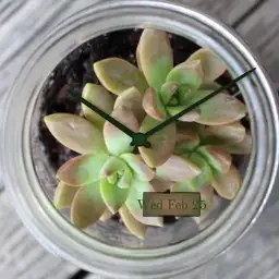 Succulent