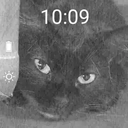 Black Cat