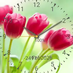 Dodi, tulips