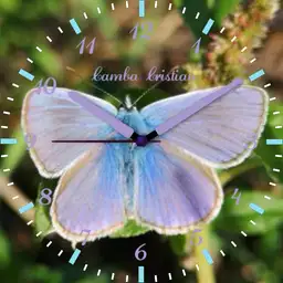 Butterfly Lucy 3