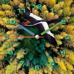 Birds-eye