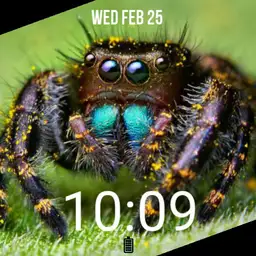Jumping spider