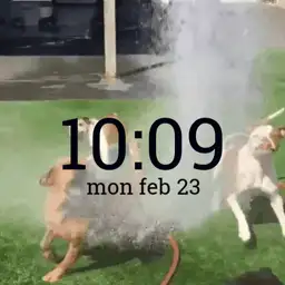 doggos