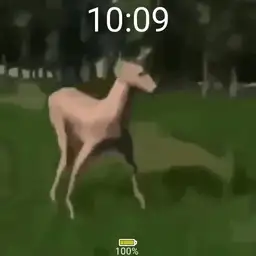 Opa gangnam style deer