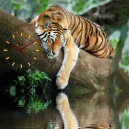 Tiger hanging in tree