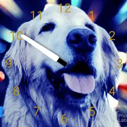 Golden Retriever 1