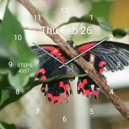 red butterfly