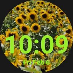 Sunflowers galore