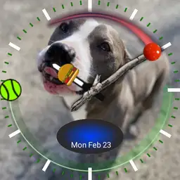 Pit Bull Face