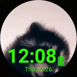 Pedro The Racoon