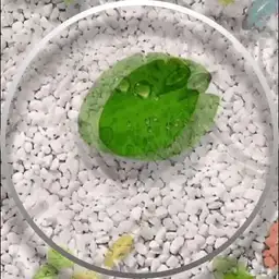 koi