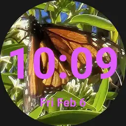 Arizona monarch