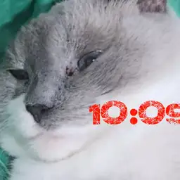 MIMIKAT