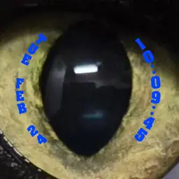 Miss Kitty Eye