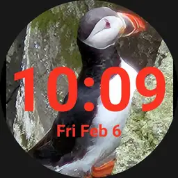 Atlantic Puffin