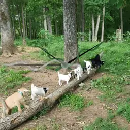 goats