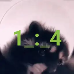 Pedro Racoon