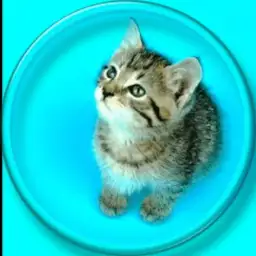Kitty