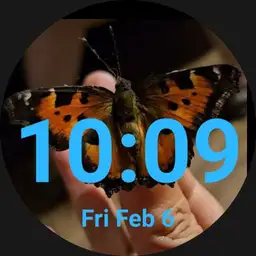 Birthday butterfly close-up